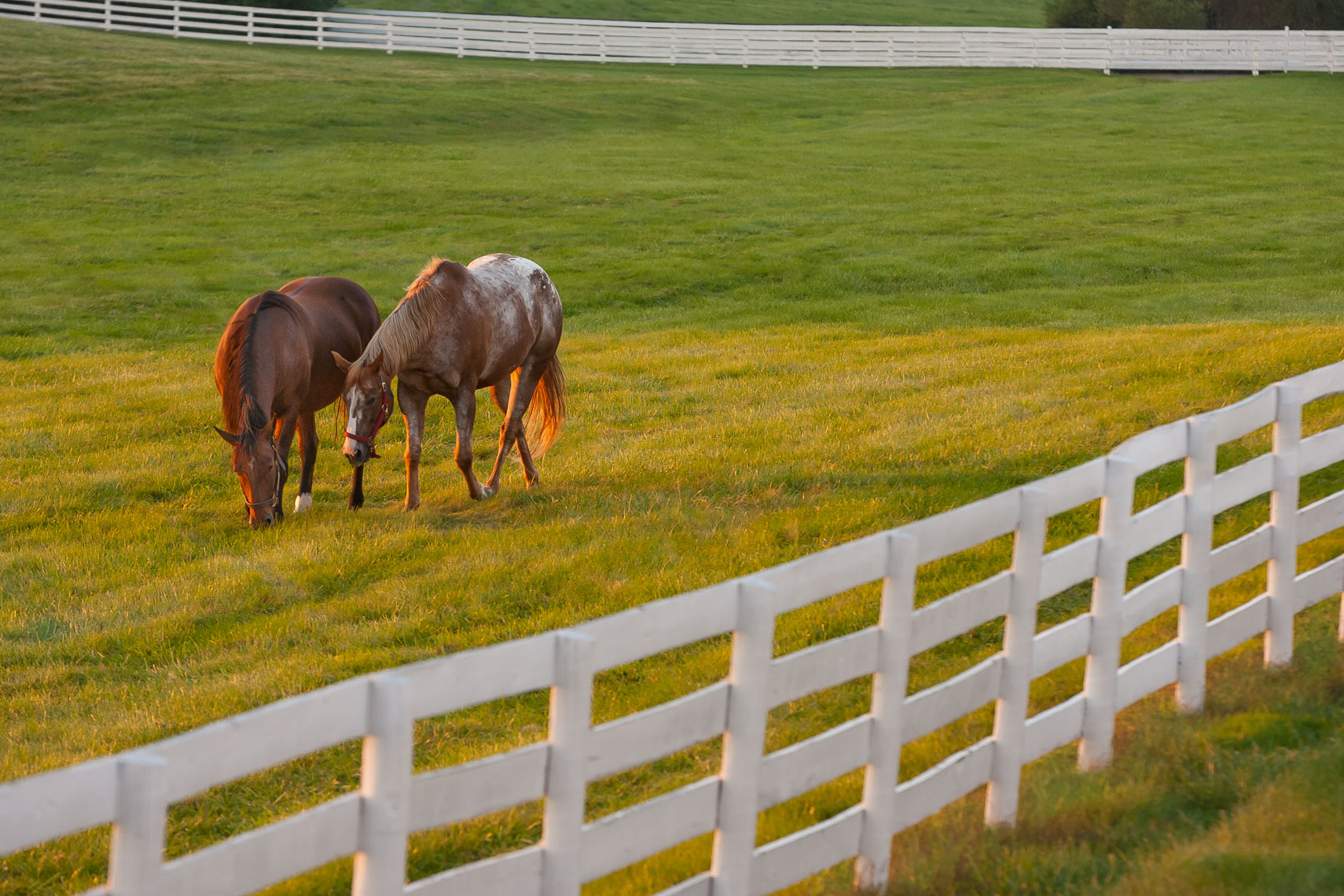Horses_Grazing_in_the_Countryside_20060927_photo_by_Justin_Kase_Conder_0144-Edit_Tourism.JPG