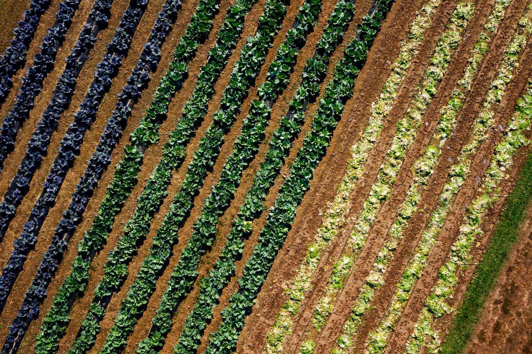 Inter-Faith_Food_Shuttle_Farm_Drone_for_Walter_Magzine_20191106_photo_by_Justin_Kase_Conder_0041_Retouched_V02