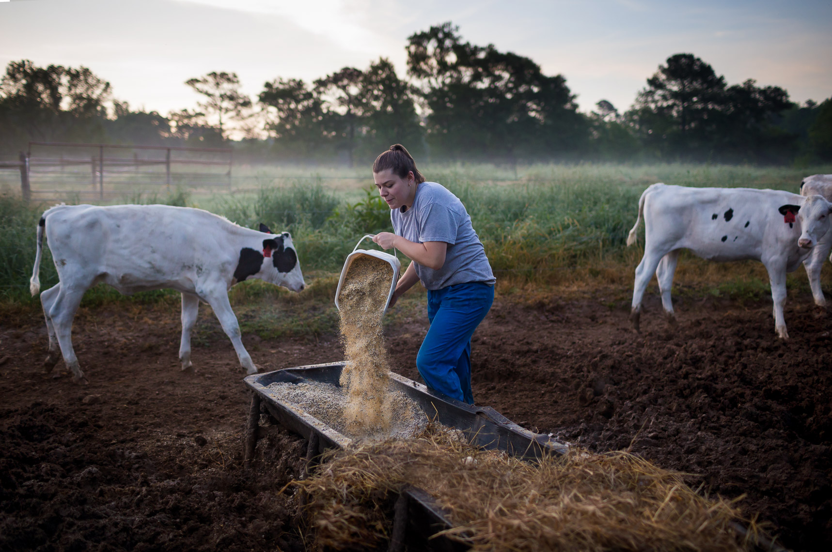 NC_State_Dairy_Farm_for_Walter_Magazine_20190501_photo_by_Justin_Kase_Conder_0225_Retouched_V01