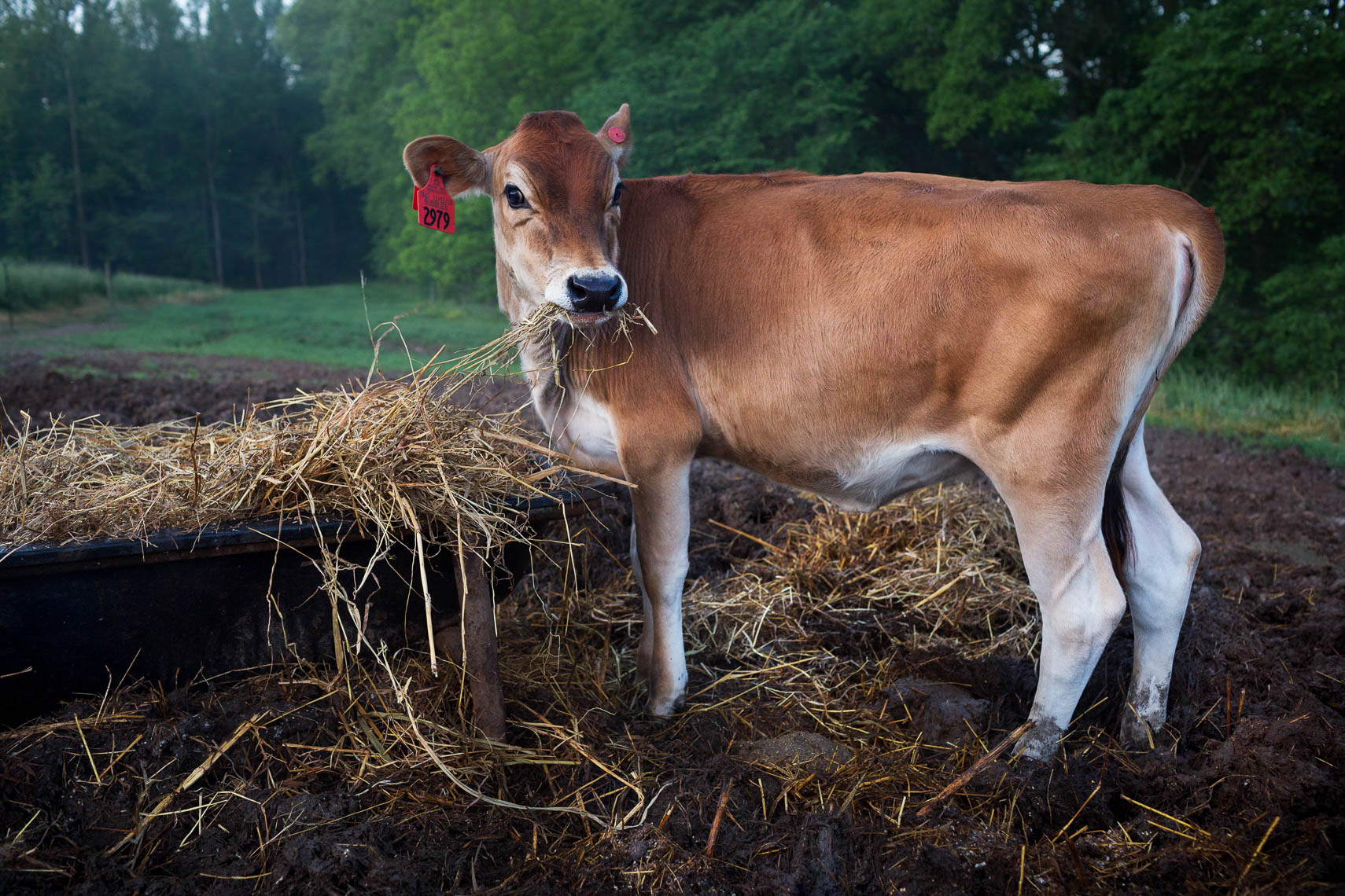 NC_State_Dairy_Farm_for_Walter_Magazine_20190501_photo_by_Justin_Kase_Conder_0260_Retouched_V01