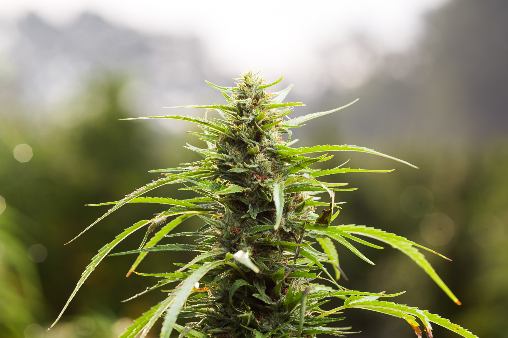 North_Carolina_Hemp_Farm_and_Farmers_for_Criticality_and_Aliance_One_20180904_photo_by_Justin_Kase_Conder_0676