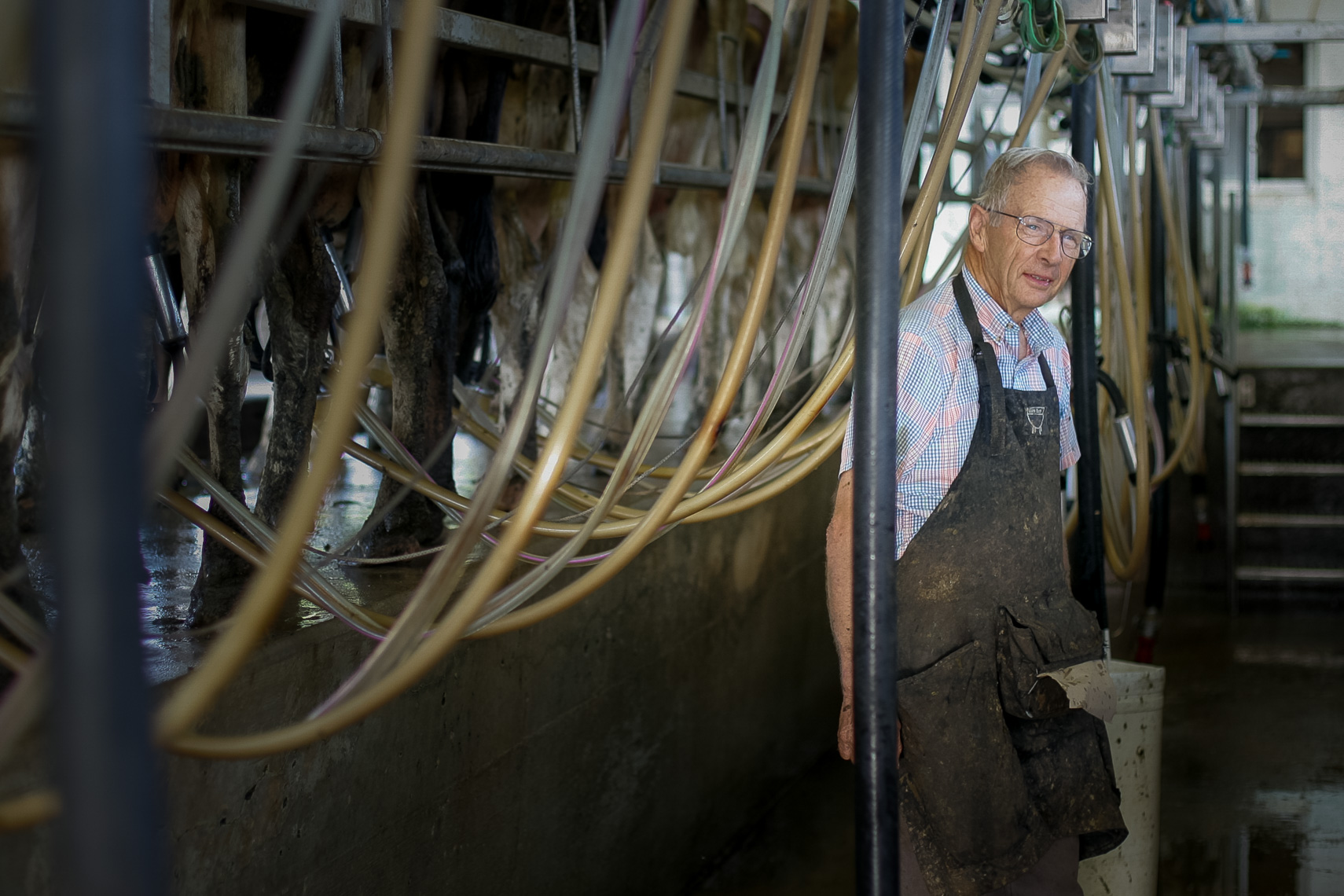 Prigel_Dairy_Farm_20070830_photo_by_Justin_Kase_Conder_0145
