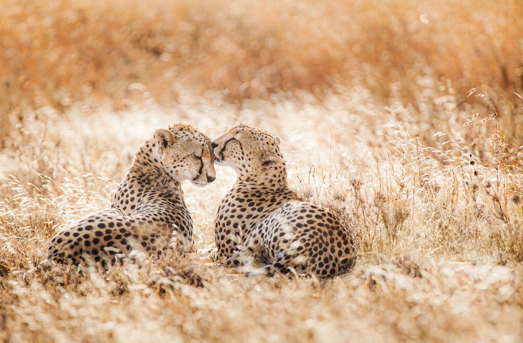 Safari_and_a_Splash_of_Paradise_for_Rustic_Pathways_20110730_photo_by_Justin_Kase_Conder_2088_Retouched_Tourism.JPG