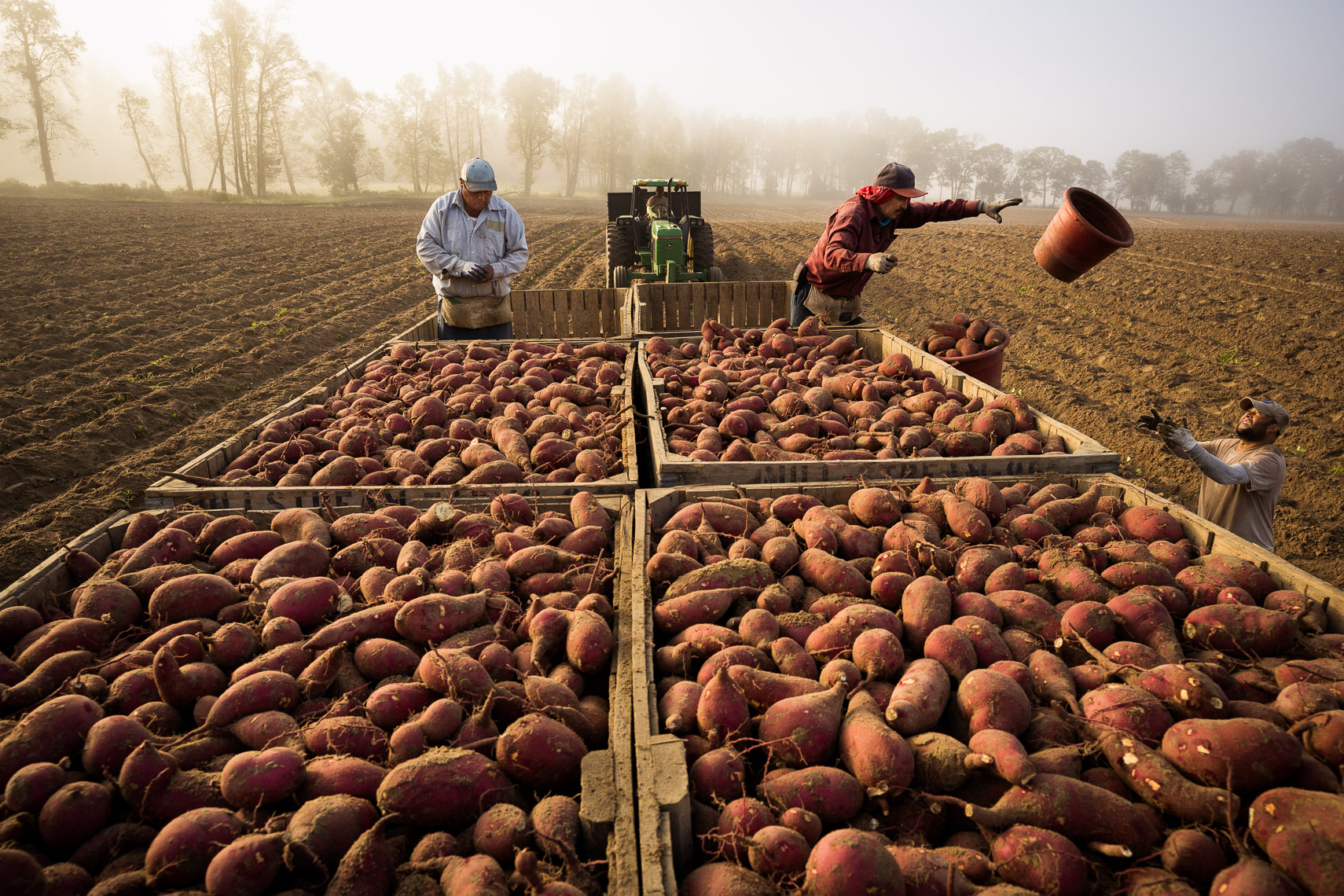 Sweet_Potato_Harvest_for_Jeffrey_C_Lee_Farms_20201027_by_Justin_Kase_Conder_0413_Retouched